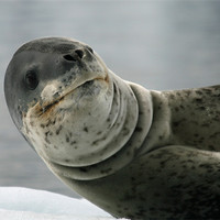 Buy canvas prints of Leopard Seal by Ruth Hallam