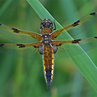 Buy canvas prints of Four-Spotted Chaser Dragonfly 5 by Ruth Hallam