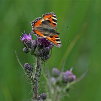 Buy canvas prints of Tortoiseshell butterfly 2 by Ruth Hallam
