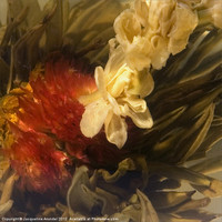 Buy canvas prints of Jasmine Tea Flower by Jacqueline Love