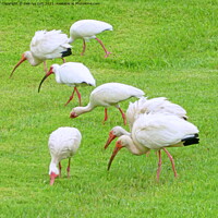 Buy canvas prints of AMERICAN WHITE IBIS by dale rys (LP)