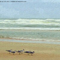 Buy canvas prints of daytona beach seagulls by dale rys (LP)