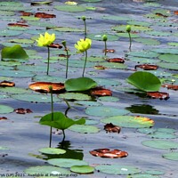 Buy canvas prints of Serene beauty of the yellow lily pond by dale rys (LP)
