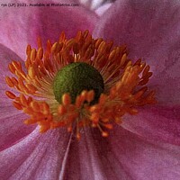 Buy canvas prints of pink flora closeup by dale rys (LP)
