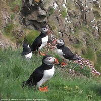 Buy canvas prints of STAFFA PUFFINS by dale rys (LP)