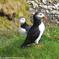 Buy canvas prints of STAFFA PUFFINS by dale rys (LP)