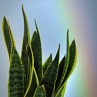 Buy canvas prints of Vibrant African Snake Plant Portrait mother-in-law by dale rys (LP)