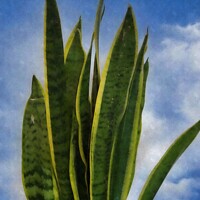 Buy canvas prints of Plant leaves Plant leaves mother-in-laws tongue by dale rys (LP)
