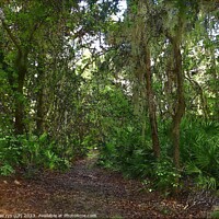 Buy canvas prints of Forest's Solitary Sentinel FLORIDA SWAP JUNGLE gre by dale rys (LP)