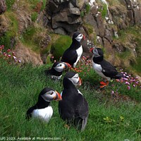 Buy canvas prints of PUFFINS by dale rys (LP)