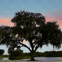 Buy canvas prints of lone tree florida by dale rys (LP)