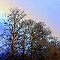 Buy canvas prints of TREE'S IN WINTER RAIN by dale rys (LP)