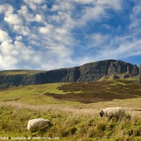 Buy canvas prints of QUIRAING SKYE SCOTLAND SHEEP by dale rys (LP)