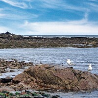 Buy canvas prints of NORTH BERWICK BEACH'S SCOTLAND SEASCAPE by dale rys (LP)