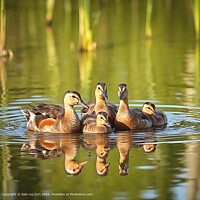 CALM Colourful Ducks Family Nature