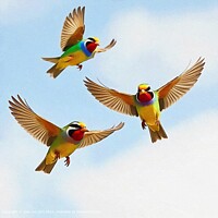 WILDLIFE NATURE Birds SKY Flight