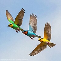 WILDLIFE NATURE Birds SKY Flight  
