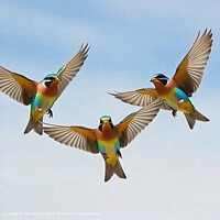 WILDLIFE BIRDS NATURE Birds SKY Flight