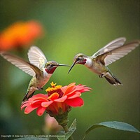 BIRDS PLANT FLOWER CALM Colourful Humming birds