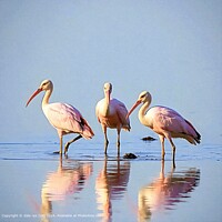 TRAVEL NATURE BIRDS Peru Aquatic Birds