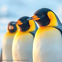 TRAVEL WILDLIFE BIRDS ICE NATURE Penguins