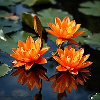 TRAVEL WATER PLANT FLOWER Orange Water Lilies