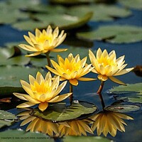 TRAVEL WATER PLANT FLOWER Yellow Water Lilies