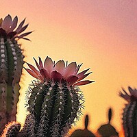 PLANT NATURE FLOWER CALM VIEW SCENIC CACTUS