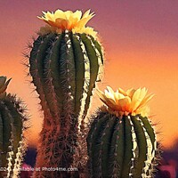 TRAVEL PLANT NATURE FLOWER CALM VIEW SCENIC CACTUS