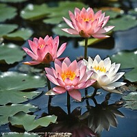 PLANT FLOWERS WATER NATURE Bright Water Lily