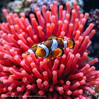 WILDLIFE NATURE Vibrant Clownfish Reef Anemone