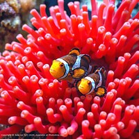 WILDLIFE NATURE Vibrant Clownfish Reef Anemone