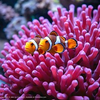 WILDLIFE NATURE Vibrant Clownfish Reef Anemone