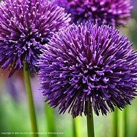 NATURE PLANT PURPLE Lavender Flowers Closeup