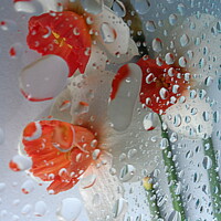 NATURE PLANT LIGHT GLASS Water Flowers