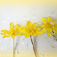 Nature FLOWERS PLANT LIGHT YELLOW Water DROPLETS