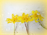 Click to show how this picture will look as a piece of wall art