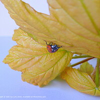 NATURE Insects BUG YELLOW Leaf LADYBUG CLOSEUP