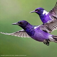 nature birds wildlife Violet Back Starlings Flight