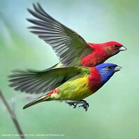 NATURE WILDLIFE Birds Flight CALM SERENE PEACEFUL