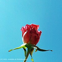 NATURE Red Rose Blue Sky Flora SCENIC CALM
