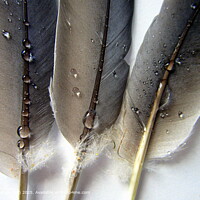 Vibrant NATURE CALM WATER DROPLETS Feathers Birds