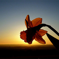 Buy canvas prints of DAFFODIL SUNSET by dale rys (LP)
