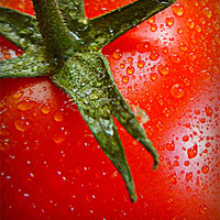 Buy canvas prints of juicy tomato by dale rys (LP)