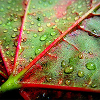 Buy canvas prints of leaf close up by dale rys (LP)