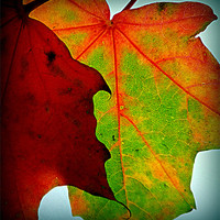 Buy canvas prints of fall leaves upclose by dale rys (LP)