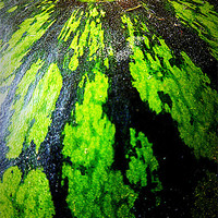 Buy canvas prints of watermelon-ah! by dale rys (LP)