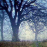 Buy canvas prints of THE TREES by dale rys (LP)