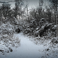 Buy canvas prints of winter wonderland by dale rys (LP)