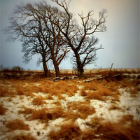 Buy canvas prints of three trees by dale rys (LP)